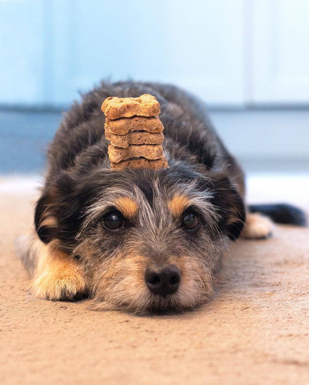 BrewBix dog treats TRIAL Box 100g