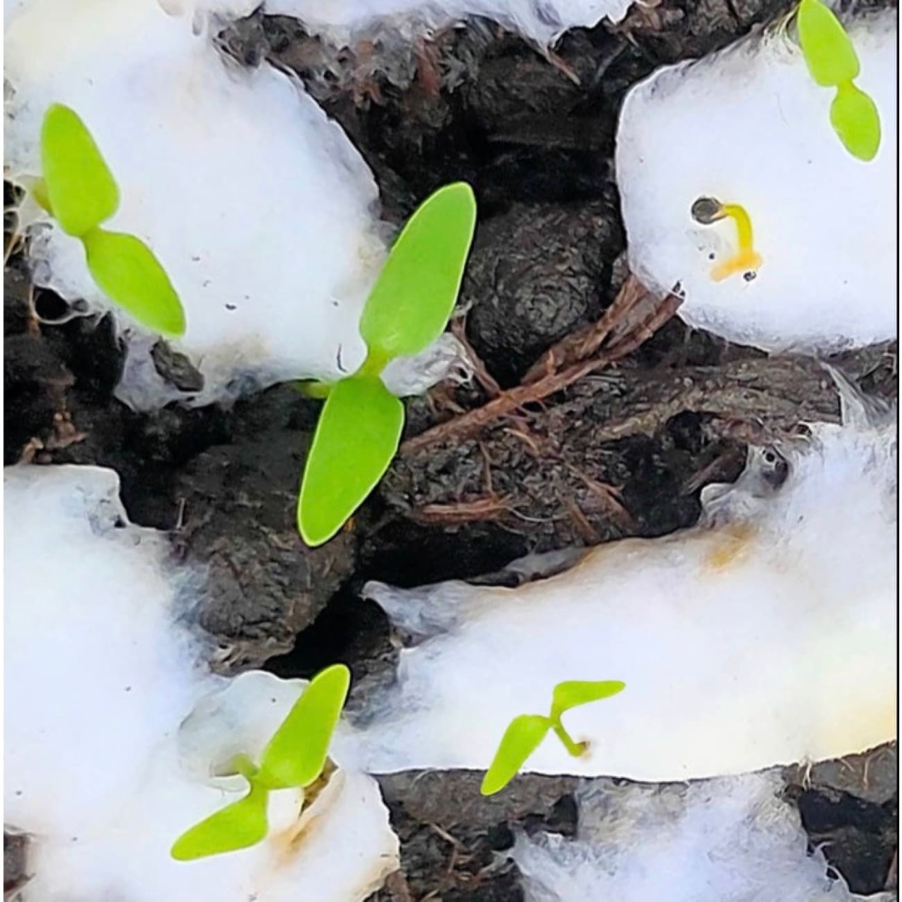 Rock Chocs  Cat Card. Feel Good Motovational. Seed & Tree Gift. Pawsome Rock Chocs  1treecards anniversary cards cards eco birthday cards eco greeting cards eco greetings cards good luck cards Greeting cards vegan greeting cards vegan printed greeting cards