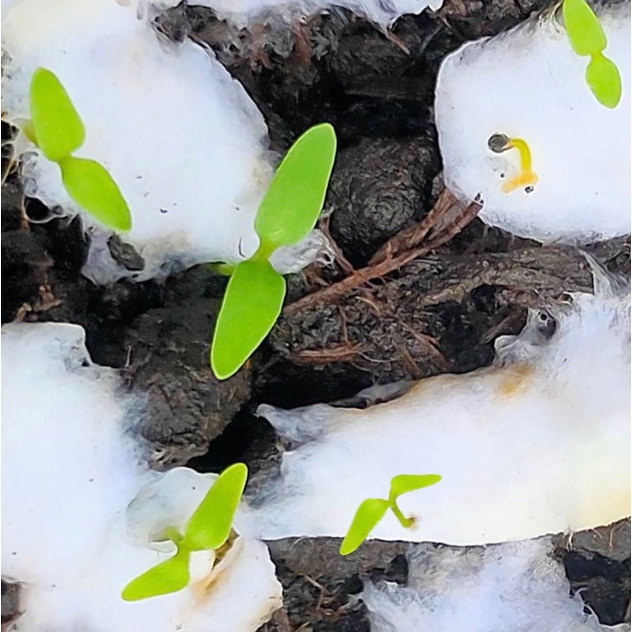 Rock Chocs  Good Luck, Eco Friendly Seed Card Gift. Rooting For You. Rock Chocs  Cards eco greeting cards good luck cards Greeting cards Vegan greeting card vegan greeting cards