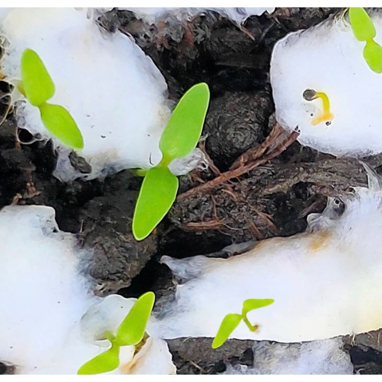 Rock Chocs Vegan Card, Eco Friendly, Plantable Seed Gift, Vegan Mother. Rock Chocs 1 Tree cards eco greeting cards Greeting cards vegan greeting cards vegan printed greeting cards