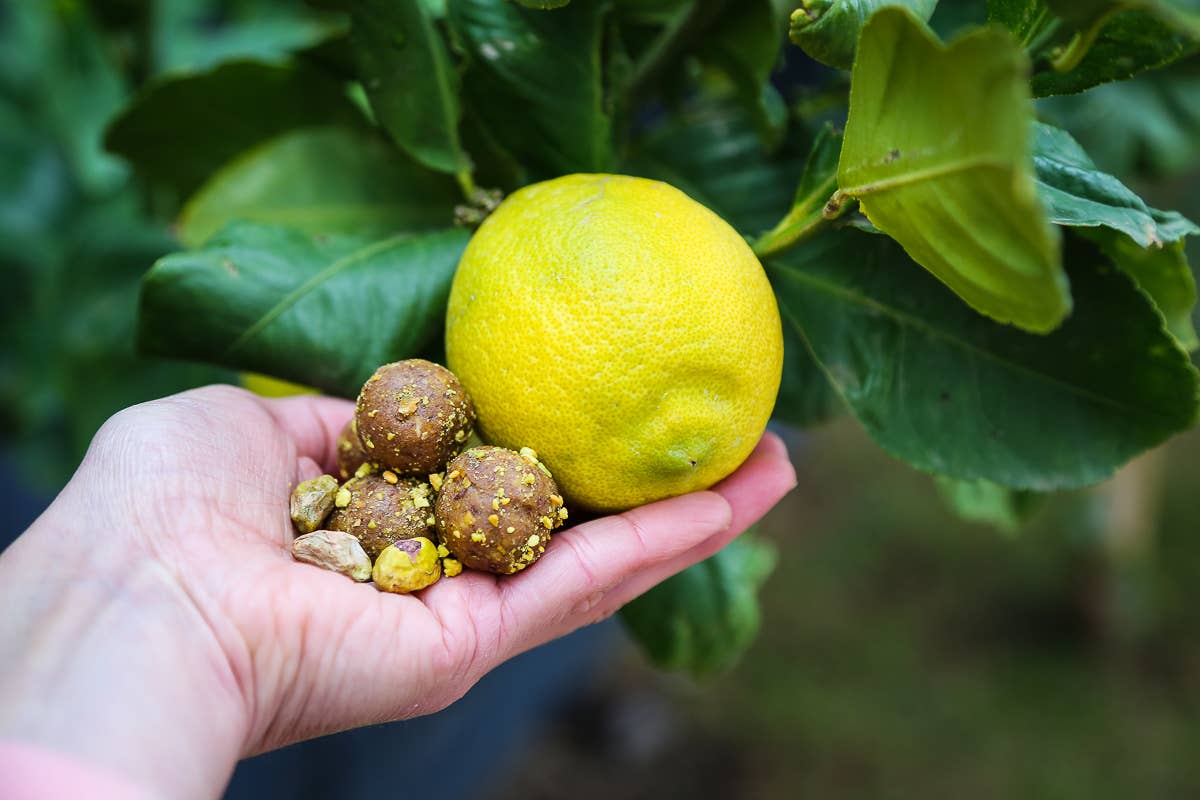 LEMON & PISTACHIO -  Plant-Based - Protein Balls  45g
